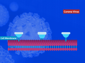 Penetration to the human cell (via ACE2 receptor) throughout the Spike protein: